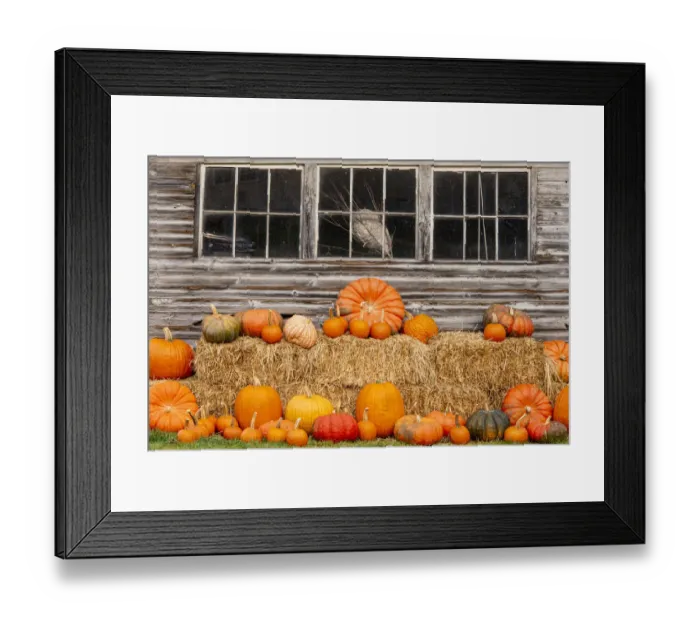 Framed Print : USA, Vermont, Stowe, West Hill Rd, pumpkin field Framed Print : USA, Vermont, Stowe, West Hill Rd, pumpkin field