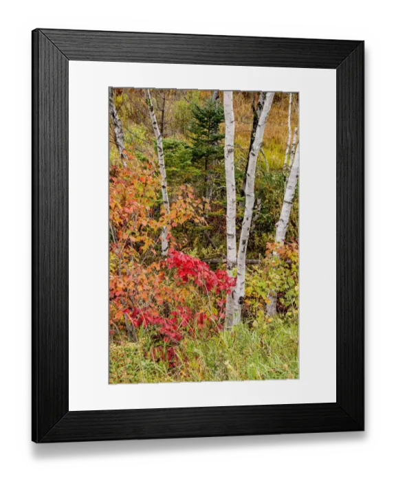 Framed Print : USA, Vermont, Stowe, birch trees around wetlands above the Toll House on Route 108