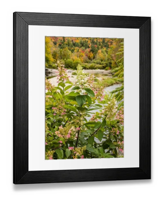 Framed Print : USA, Vermont, Fall foliage in Mad River Valley, Waitsfield Framed Print : USA, Vermont, Fall foliage in Mad River Valley, Waitsfield
