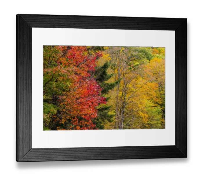 Framed Print : USA, Vermont, Fall foliage in Mad River Valley along trail to Warren Falls