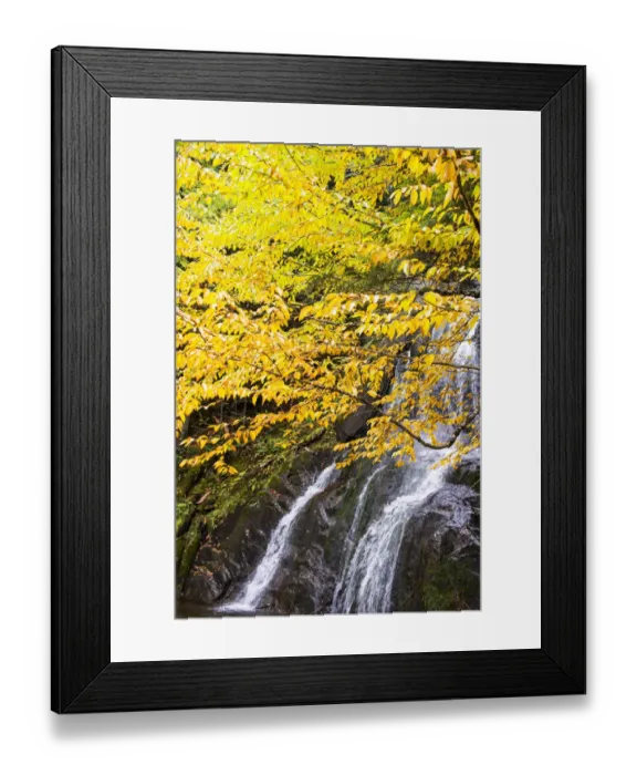 Framed Print : USA, Vermont, Fall foliage in Mad River Valley along trail to Warren Falls Framed Print : USA, Vermont, Fall foliage in Mad River Valley along trail to Warren Falls