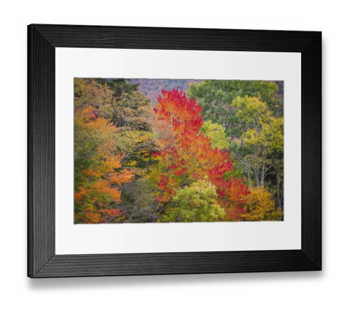 Framed Print : USA, Vermont, Fall foliage in Green Mountains at Bread Loaf, owned by Middlebury College Framed Print : USA, Vermont, Fall foliage in Green Mountains at Bread Loaf, owned by Middlebury College