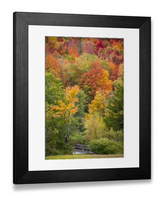 Framed Print : USA, Vermont, Fall foliage in Green Mountains at Bread Loaf, owned by Middlebury College Framed Print : USA, Vermont, Fall foliage in Green Mountains at Bread Loaf, owned by Middlebury College