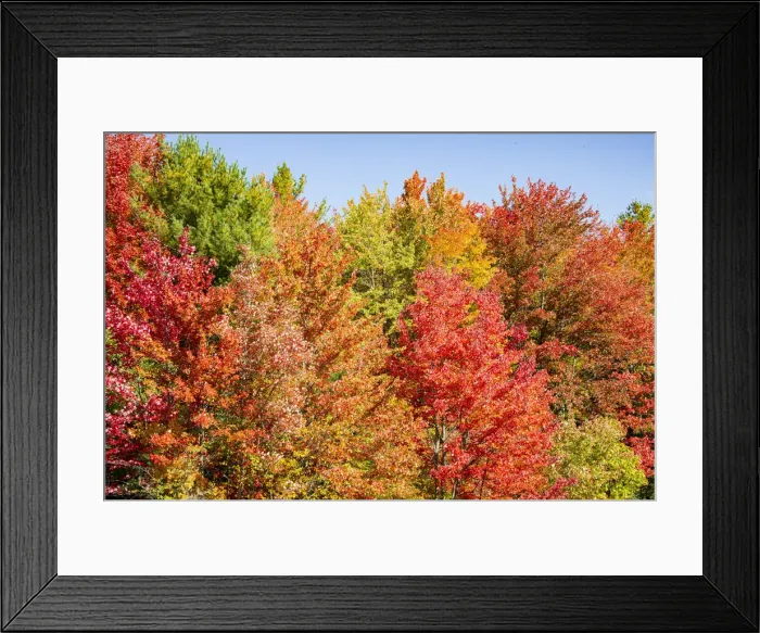 Framed Print : USA, Vermont, Fall foliage in Green Mountains at Bread Loaf, owned by Middlebury College Framed Print : USA, Vermont, Fall foliage in Green Mountains at Bread Loaf, owned by Middlebury College