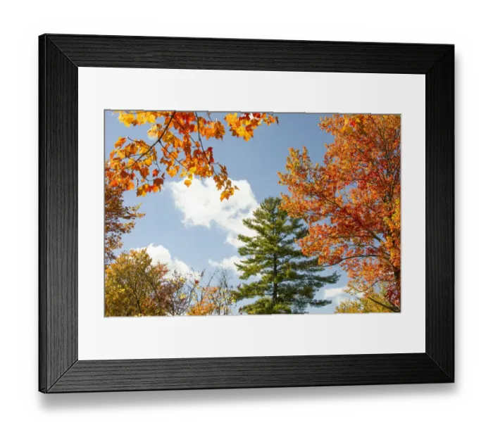 Framed Print : USA, Vermont, Fall foliage in Morrisville on Jopson Lane Framed Print : USA, Vermont, Fall foliage in Morrisville on Jopson Lane