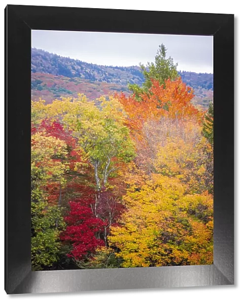 USA, Vermont, Fall foliage in Green Mountains at Bread Loaf, owned by Middlebury College