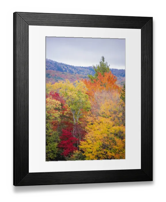 Framed Print : USA, Vermont, Fall foliage in Green Mountains at Bread Loaf, owned by Middlebury College