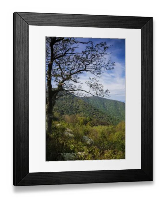 Framed Print : Trees along Blue Ridge Parkway, Smoky Mountains, USA Framed Print : Trees along Blue Ridge Parkway, Smoky Mountains, USA