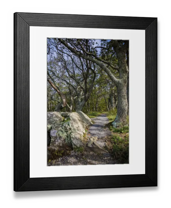 Framed Print : Path, Shenandoah, Blue Ridge Parkway, Smoky Mountains, USA Framed Print : Path, Shenandoah, Blue Ridge Parkway, Smoky Mountains, USA
