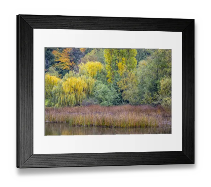 Framed Print : USA, Washington State, Seabeck. Saltwater lagoon with forest and reeds in autumn