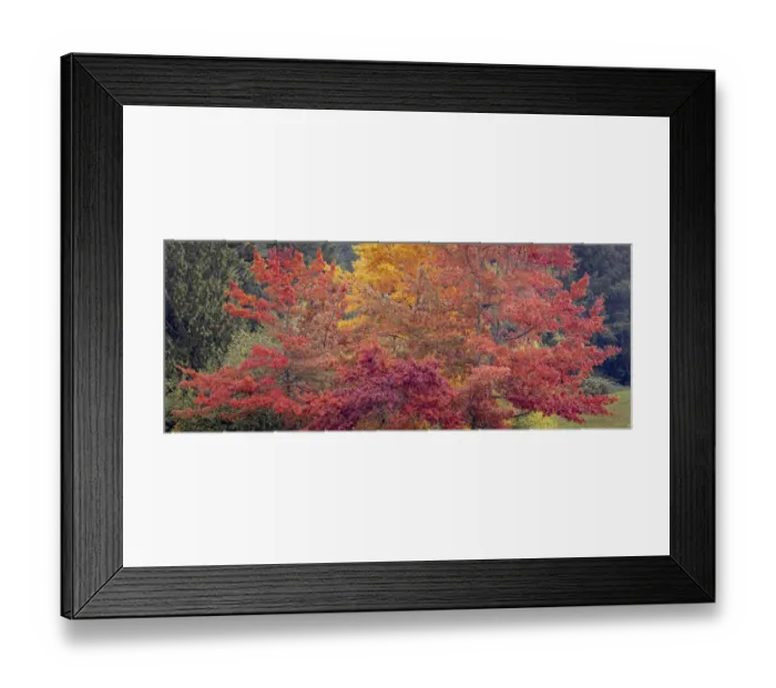 Framed Print : USA, Washington State, Seabeck. Panoramic of oak trees in autumn