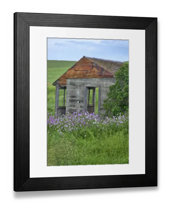 Framed Print : USA, Washington State, Palouse. Old abandoned house surrounded by wildflowers Framed Print : USA, Washington State, Palouse. Old abandoned house surrounded by wildflowers