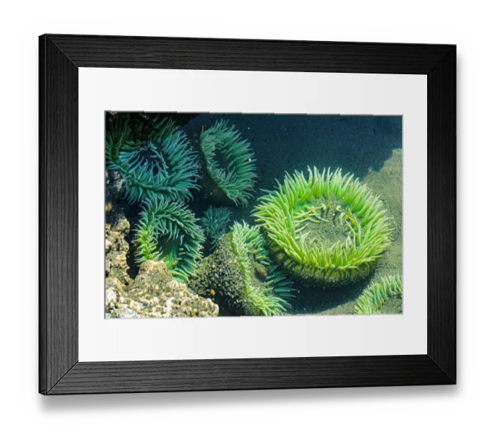 Framed Print : Beach 4, Kalaloch Lodge Olympic National Park, Washington State, USA. Sea anemones