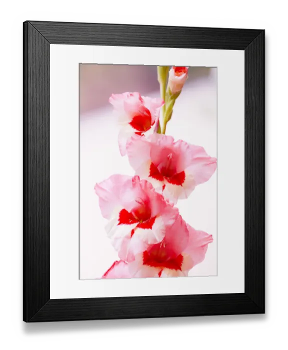 Framed Print : Bremerton, Washington State, USA. Gladiola flowers