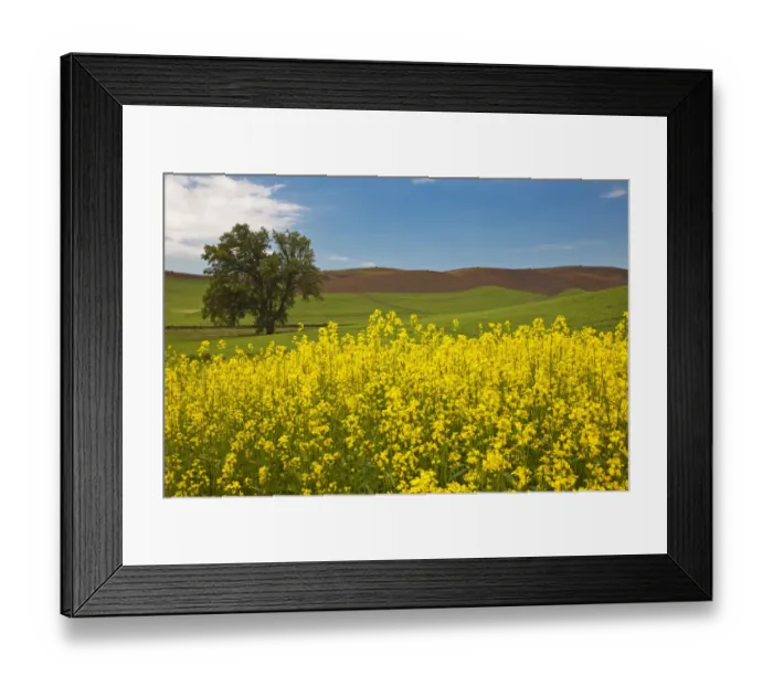 Framed Print : USA, Washington State, Palouse. Lone tree in a field of wheat with canola in the foreground Framed Print : USA, Washington State, Palouse. Lone tree in a field of wheat with canola in the foreground