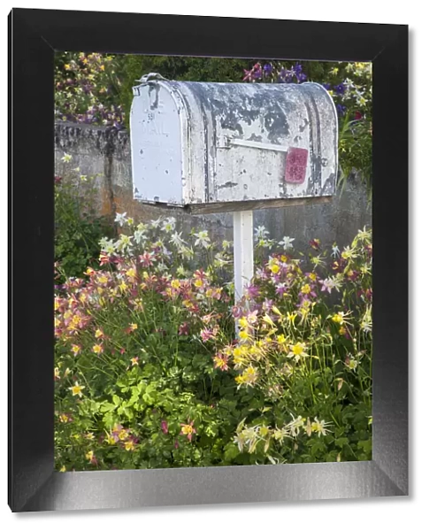 USA, Washington State, Palouse. Old mailbox surrounded by columbine wildflowers