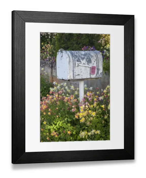 Framed Print : USA, Washington State, Palouse. Old mailbox surrounded by columbine wildflowers