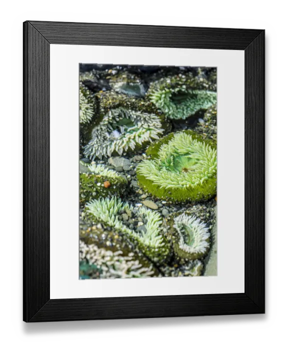 Framed Print : Beach 4, Kalaloch Lodge Olympic National Park, Washington State, USA. Sea anemones Framed Print : Beach 4, Kalaloch Lodge Olympic National Park, Washington State, USA. Sea anemones