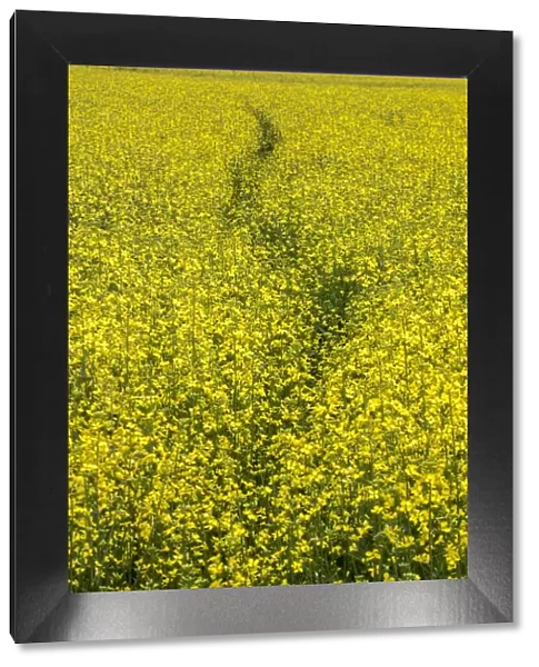USA, Washington State, Palouse. Path running through a field of yellow canola