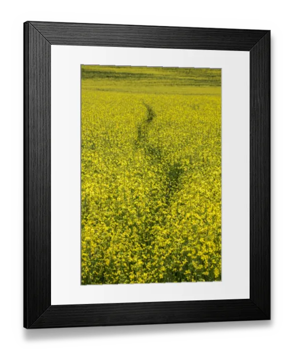Framed Print : USA, Washington State, Palouse. Path running through a field of yellow canola Framed Print : USA, Washington State, Palouse. Path running through a field of yellow canola