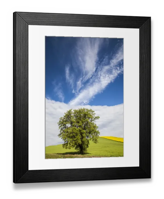 Framed Print : USA, Washington State, Palouse. Lone tree in a field of wheat with canola in the background Framed Print : USA, Washington State, Palouse. Lone tree in a field of wheat with canola in the background