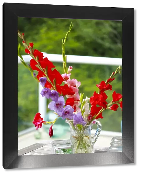 Bremerton, Washington State, USA. Gladiola flowers