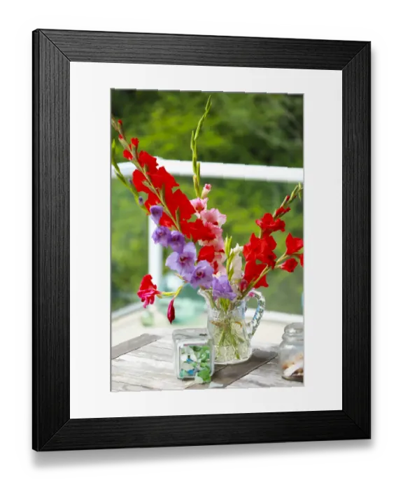 Framed Print : Bremerton, Washington State, USA. Gladiola flowers Framed Print : Bremerton, Washington State, USA. Gladiola flowers