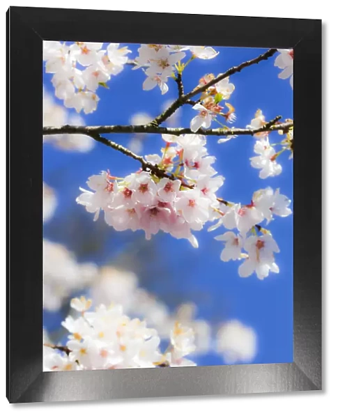 Silverdale, Washington State, USA. Blooming cherry blossom