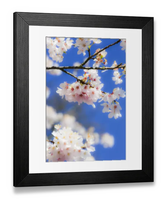 Framed Print : Silverdale, Washington State, USA. Blooming cherry blossom Framed Print : Silverdale, Washington State, USA. Blooming cherry blossom
