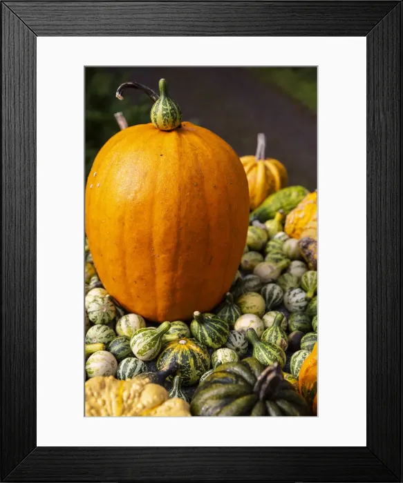 Framed Print : Bainbridge Island, Washington State, USA. Pumpkins Framed Print : Bainbridge Island, Washington State, USA. Pumpkins