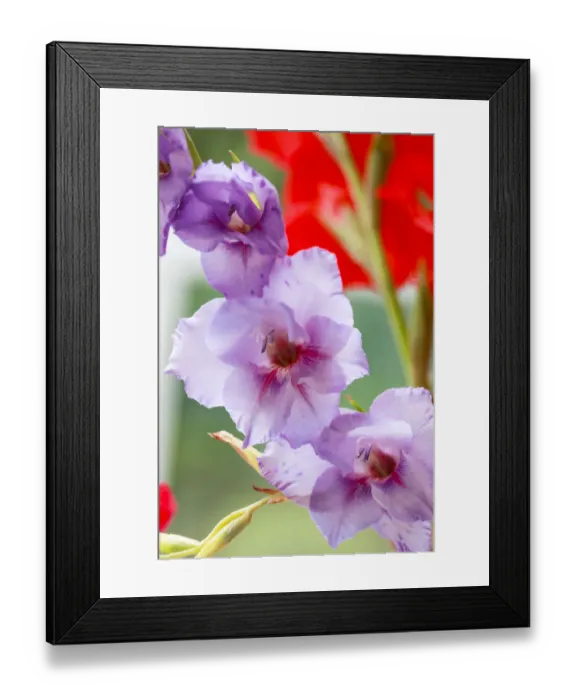 Framed Print : Bremerton, Washington State, USA. Gladiola flowers Framed Print : Bremerton, Washington State, USA. Gladiola flowers