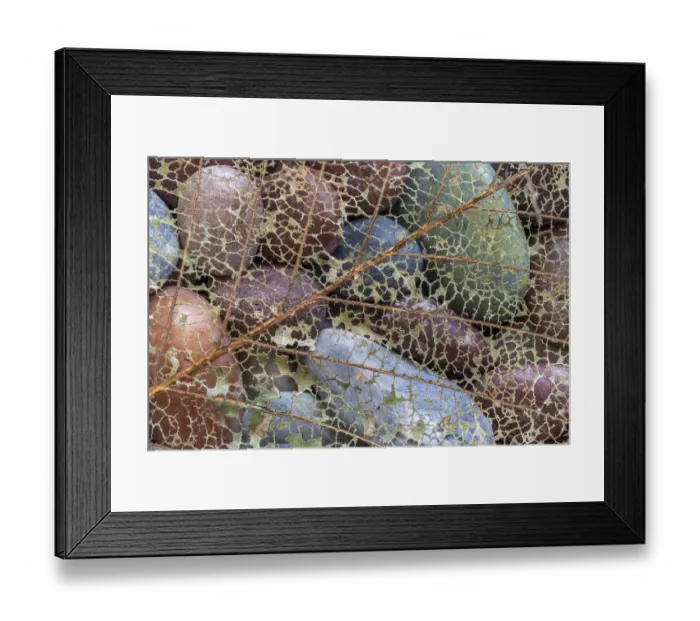 Framed Print : USA, Washington State, Seabeck. Skeletonized leaf on beach rocks Framed Print : USA, Washington State, Seabeck. Skeletonized leaf on beach rocks