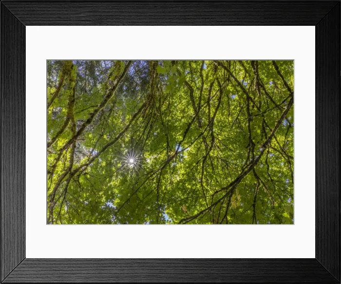 Framed Print : USA, Washington State, Seabeck. Bigleaf maple trees in Anderson Landing County Park Framed Print : USA, Washington State, Seabeck. Bigleaf maple trees in Anderson Landing County Park