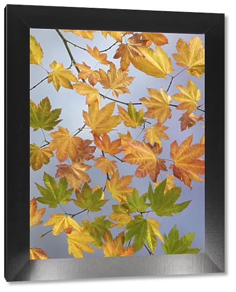 USA, Washington State, Seabeck. Vine maple branch in autumn