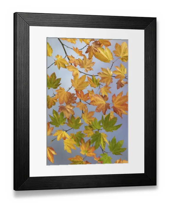 Framed Print : USA, Washington State, Seabeck. Vine maple branch in autumn Framed Print : USA, Washington State, Seabeck. Vine maple branch in autumn