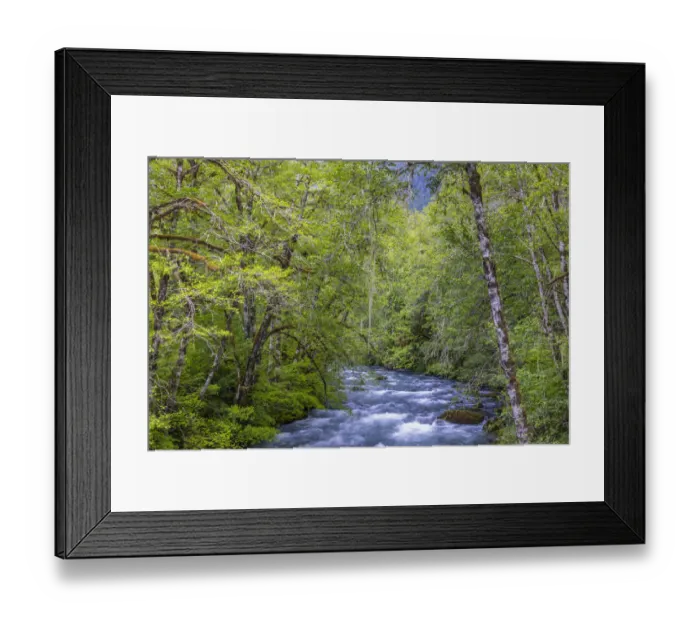 Framed Print : USA, Washington State, Olympic National Forest. Alder trees and Dosewallips River Framed Print : USA, Washington State, Olympic National Forest. Alder trees and Dosewallips River