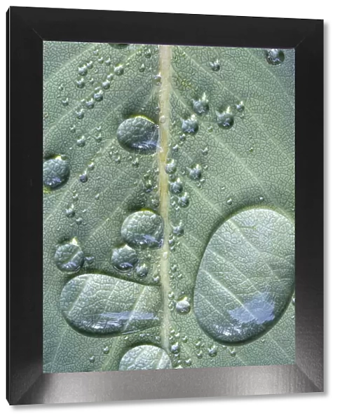 USA, Washington State, Seabeck. Raindrops on madrone tree leaf