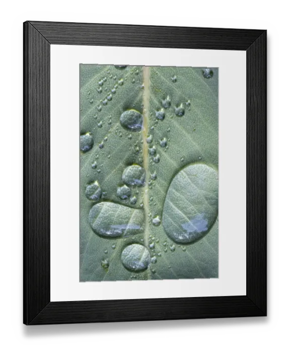 Framed Print : USA, Washington State, Seabeck. Raindrops on madrone tree leaf