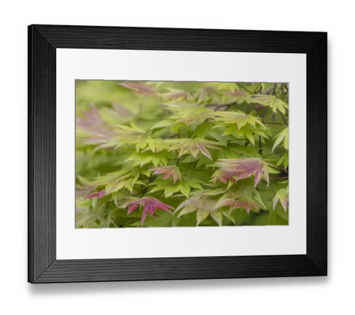 Framed Print : USA, Washington State, Seabeck. Japanese maple tree foliage Framed Print : USA, Washington State, Seabeck. Japanese maple tree foliage