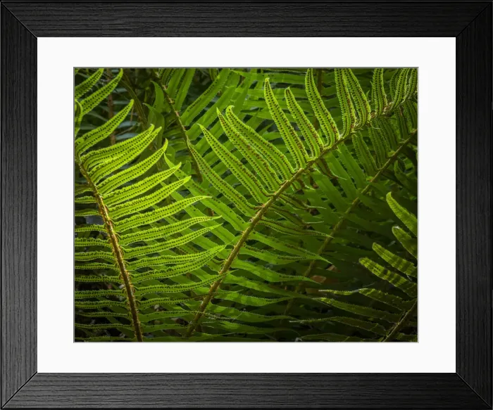 Framed Print : USA, Washington State, Seabeck. Sunlit sword ferns in Anderson Landing County Park Framed Print : USA, Washington State, Seabeck. Sunlit sword ferns in Anderson Landing County Park