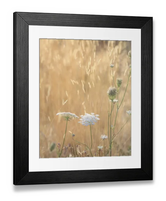 Framed Print : USA, Washington State, Dewatto. Queen Annes lace in summer and dried grasses Framed Print : USA, Washington State, Dewatto. Queen Annes lace in summer and dried grasses