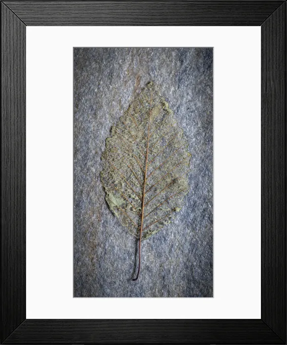 Framed Print : USA, Washington State, Seabeck. Skeletonized alder leaf on rock Framed Print : USA, Washington State, Seabeck. Skeletonized alder leaf on rock