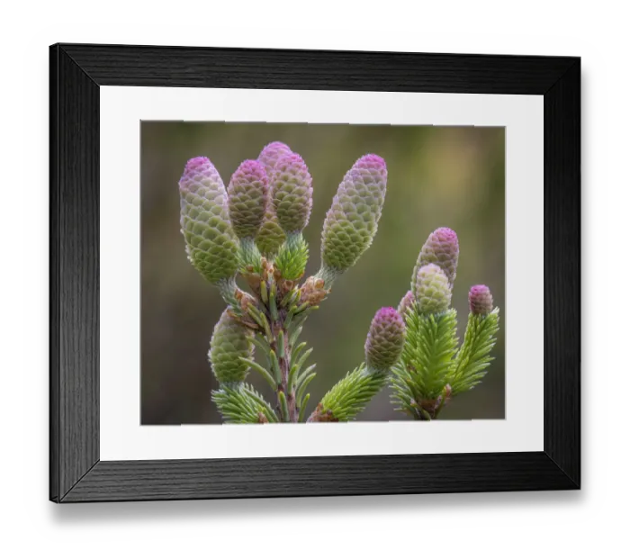 Framed Print : USA, Washington State, Seabeck. Norway spruce cones close-up
