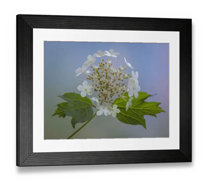 Framed Print : USA, Washington State, Seabeck. Cranberry bush flowers and leaves Framed Print : USA, Washington State, Seabeck. Cranberry bush flowers and leaves