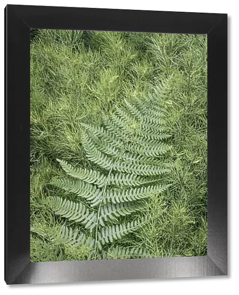 USA, Washington State, Seabeck. Coreopsis plant and lady fern