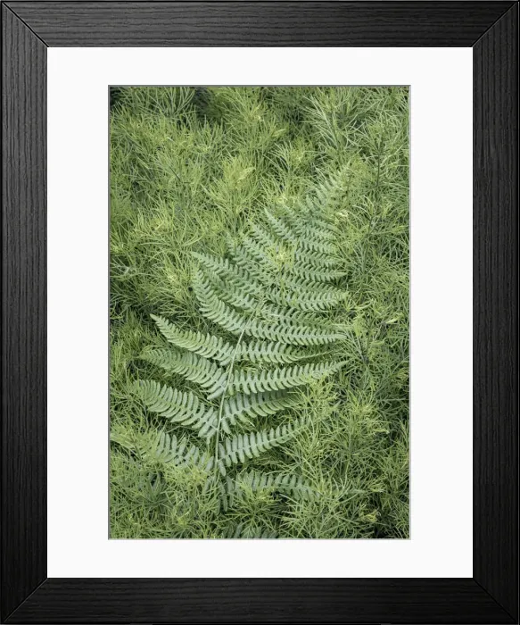 Framed Print : USA, Washington State, Seabeck. Coreopsis plant and lady fern