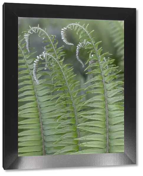 USA, Washington State, Seabeck. Sword ferns in spring