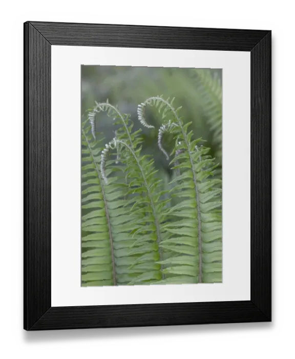 Framed Print : USA, Washington State, Seabeck. Sword ferns in spring Framed Print : USA, Washington State, Seabeck. Sword ferns in spring