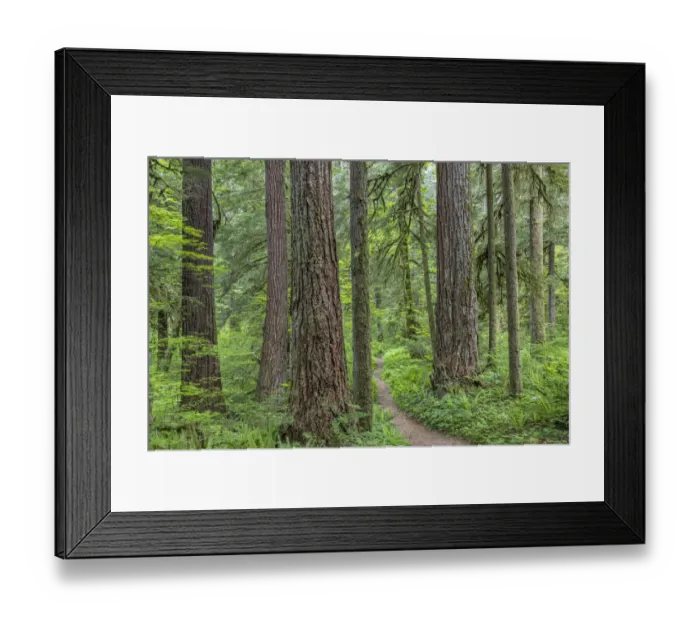 Framed Print : USA, Washington State, Olympic National Forest. Trail through old growth forest Framed Print : USA, Washington State, Olympic National Forest. Trail through old growth forest