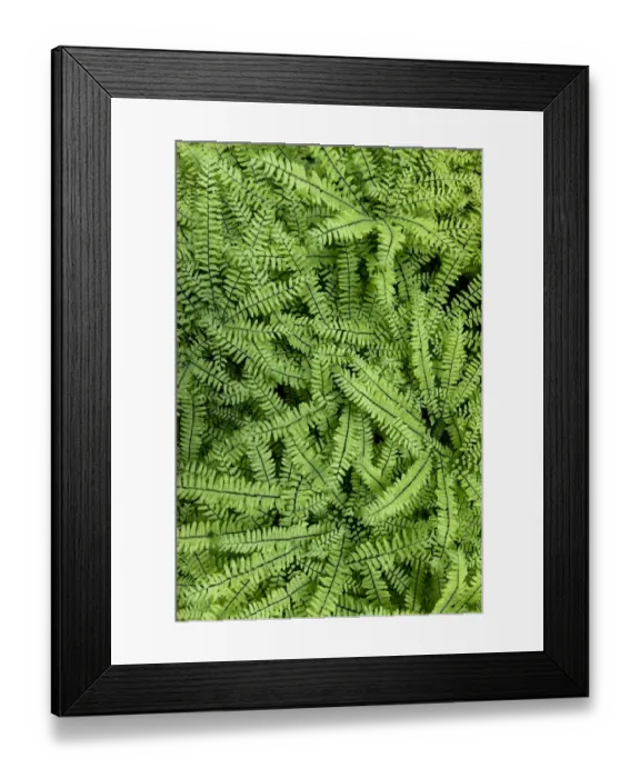Framed Print : USA, Washington State, Olympic National Forest. Maidenhair ferns close-up Framed Print : USA, Washington State, Olympic National Forest. Maidenhair ferns close-up